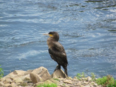 Cormorant photo taken on a visit on 11/9/2010