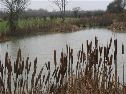 Bullrushes at Down the Junction