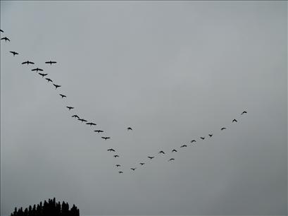 A gaggle of Geese