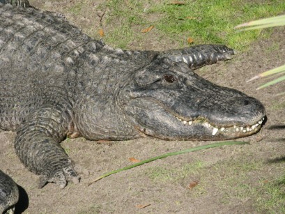 Florida Gator