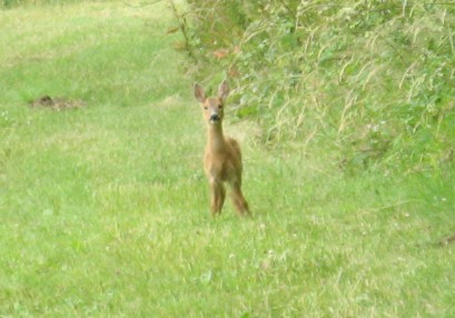 Fawn