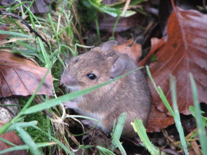 Rucksack mouse