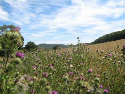 Herefordshire on a sunny day