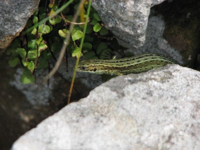 Lizard on "Inclined to cache?"