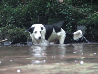 Bob down in the river