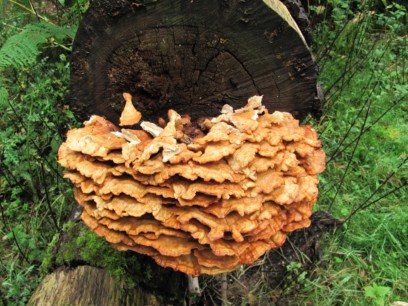 Fungus in the carpark at the Cyril Hart Arboretum