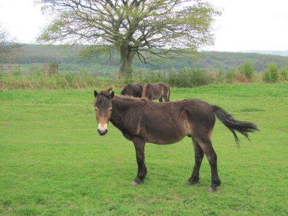 Ponies on the common