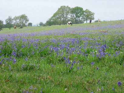 Bluebells at Breakfast