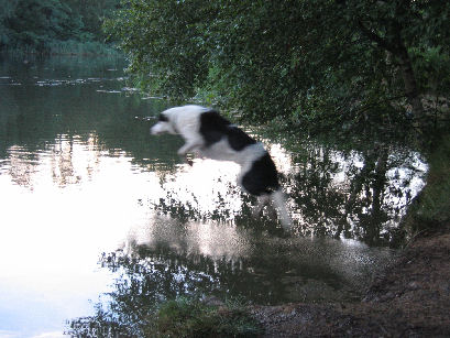 Tally Ho! Cannop Ponds