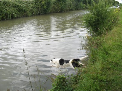 Bob jumping in the Kennet and Avon canal