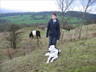 Border Collie cow