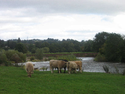 A load of bullocks