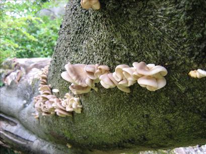 One of at least 5 different fungi on the tree at CC31