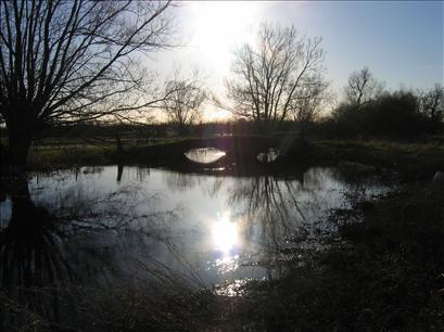 Thames Path - Poplar Trees