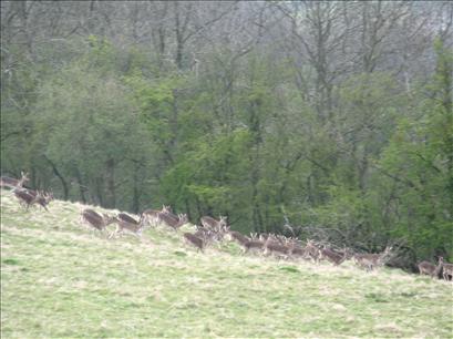 30 deer running down the hill