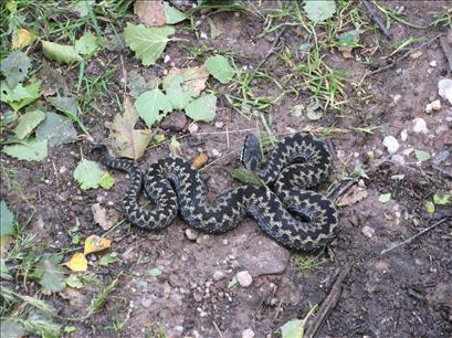 Adder on Gray Hill