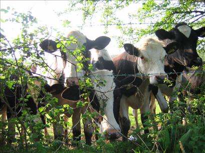 Inquisitive cows at Shoscombe