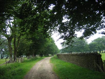 Beech trees at Manmoel