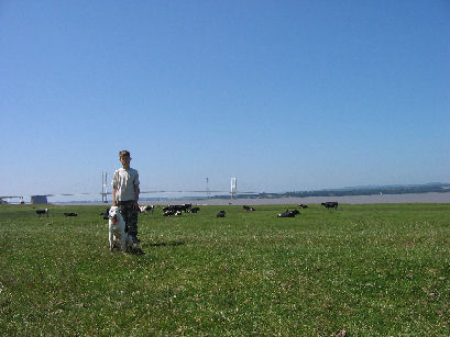 Placid cows and a deserted Old Servern Bridge