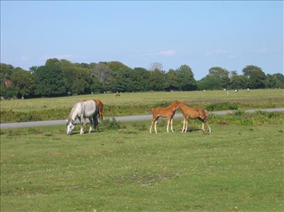 New Forest ponies