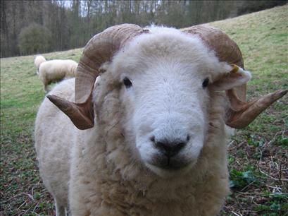 Friendly ram