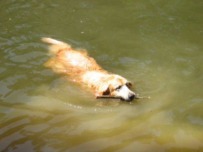 Sid swimming