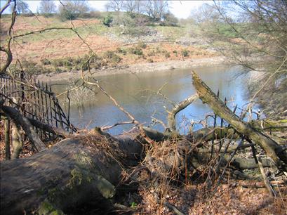 Fallen tree crushing the wrought iron fence at Nant-y-draenog Reservoir