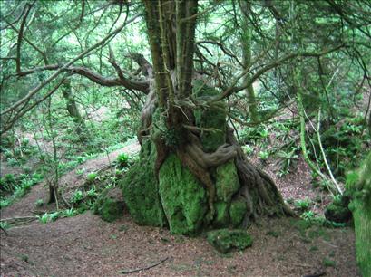 A tree on a rock