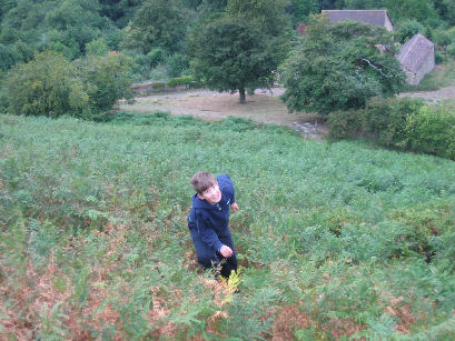 Gaerstone bracken