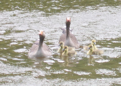 Chicks in a brief moment without rain