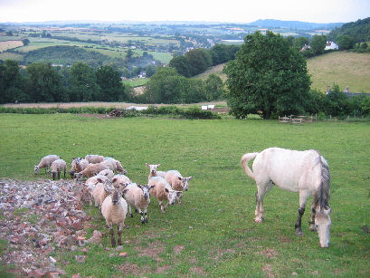 Friendly horse and sheep