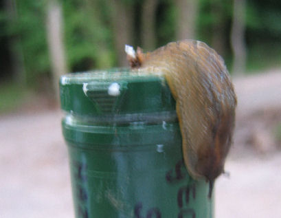 You big out of focus slug